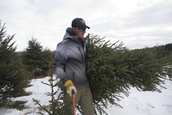 Carrying a U-Cut Christmas Tree with hand Saw