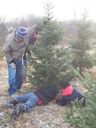 Cutting Down U-Cut Christmas Tree